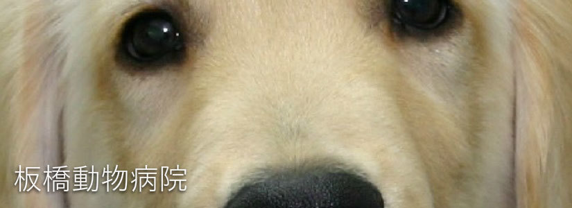 Doooog